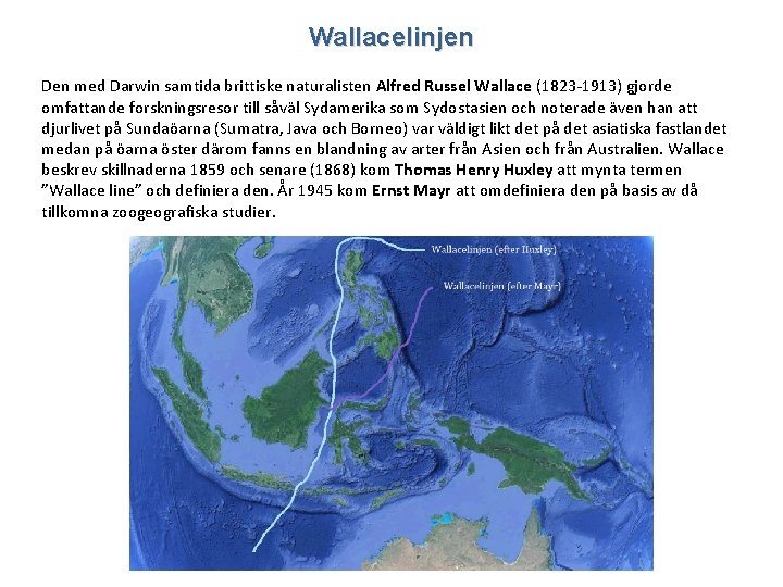 Wallacelinjen Den med Darwin samtida brittiske naturalisten Alfred Russel Wallace (1823 -1913) gjorde omfattande