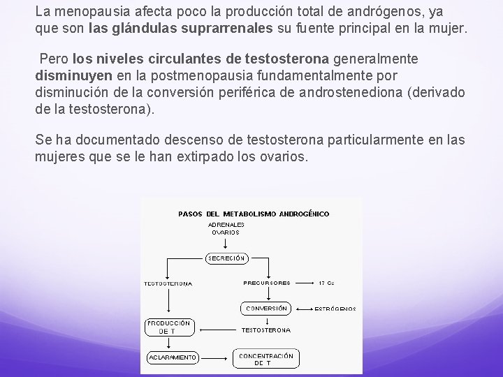 La menopausia afecta poco la producción total de andrógenos, ya que son las glándulas