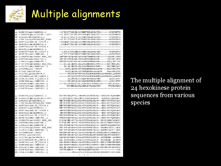 Multiple alignments The multiple alignment of 24 hexokinese protein sequences from various species 