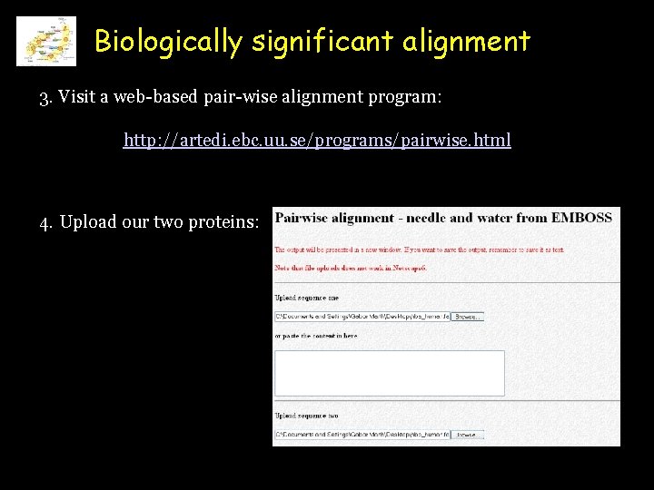 Biologically significant alignment 3. Visit a web-based pair-wise alignment program: http: //artedi. ebc. uu.