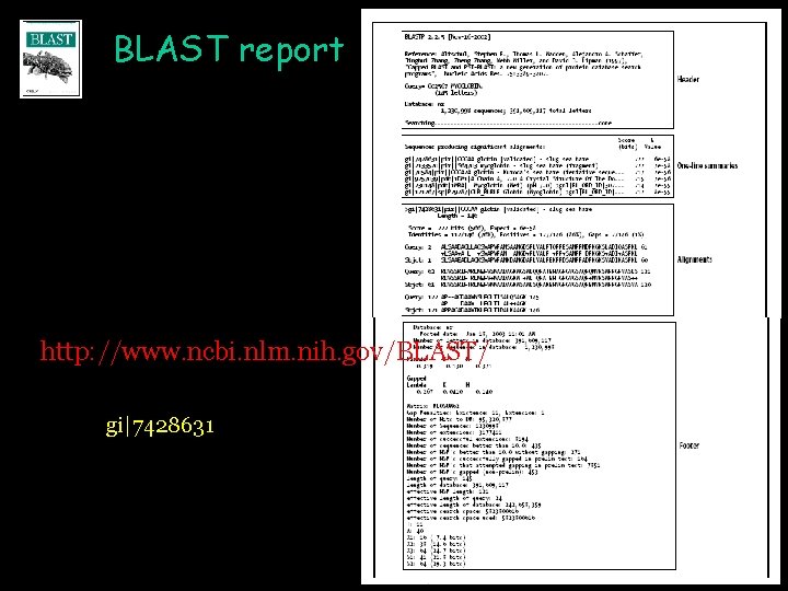 BLAST report http: //www. ncbi. nlm. nih. gov/BLAST/ gi|7428631 