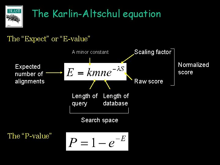 The Karlin-Altschul equation The “Expect” or “E-value” A minor constant Normalized score Expected number