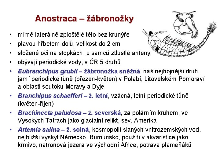 Anostraca – žábronožky • • mírně laterálně zploštělé tělo bez krunýře plavou hřbetem dolů,