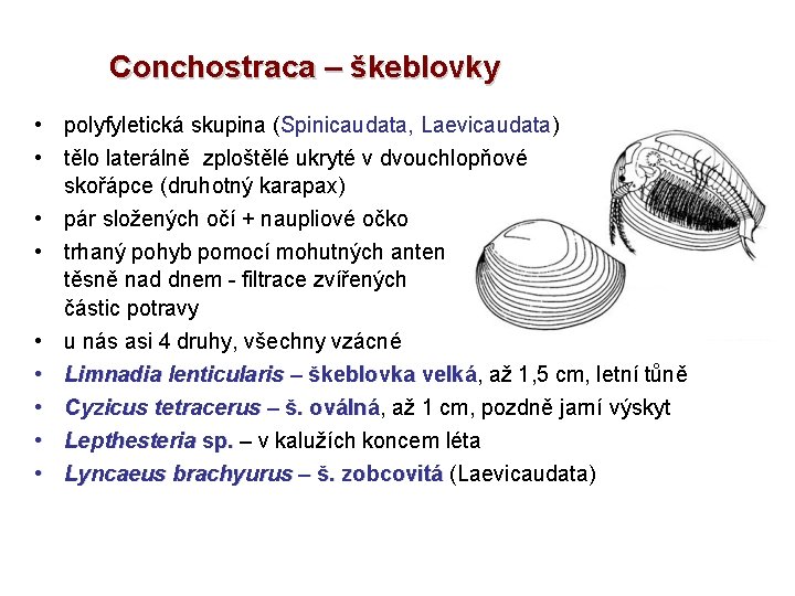 Conchostraca – škeblovky • polyfyletická skupina (Spinicaudata, Laevicaudata) • tělo laterálně zploštělé ukryté v