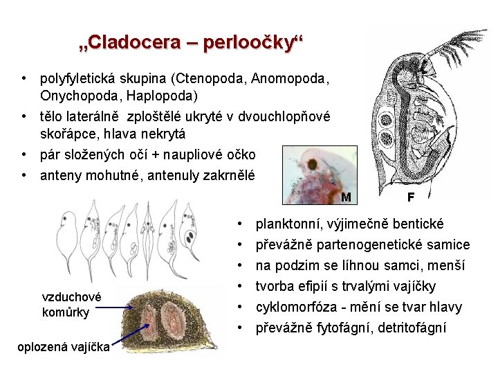 „Cladocera – perloočky“ • polyfyletická skupina (Ctenopoda, Anomopoda, Onychopoda, Haplopoda) • tělo laterálně zploštělé