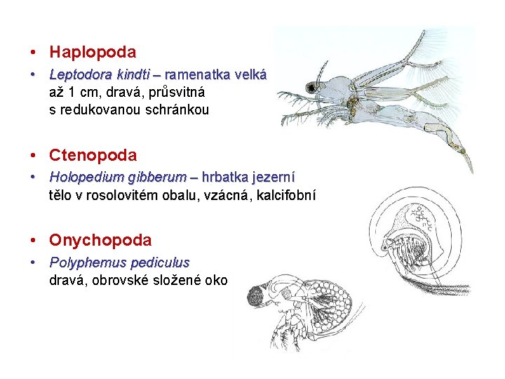  • Haplopoda • Leptodora kindti – ramenatka velká velká až 1 cm, dravá,