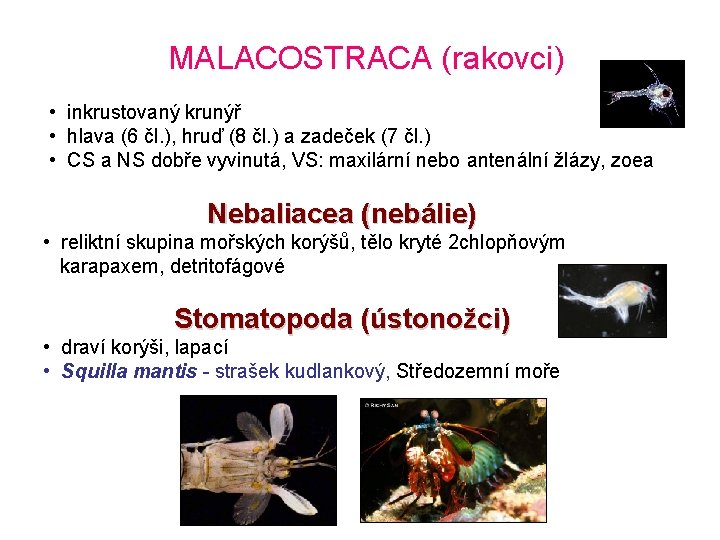 MALACOSTRACA (rakovci) • inkrustovaný krunýř • hlava (6 čl. ), hruď (8 čl. )