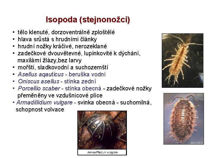 Isopoda (stejnonožci) • tělo klenuté, dorzoventrálně zploštělé • hlava srůstá s hrudními články •