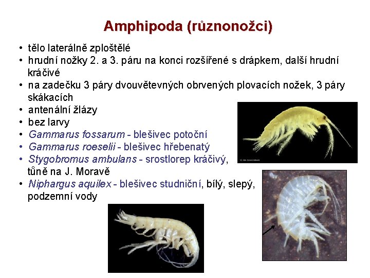 Amphipoda (různonožci) • tělo laterálně zploštělé • hrudní nožky 2. a 3. páru na
