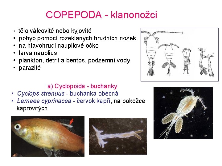 COPEPODA - klanonožci • tělo válcovité nebo kyjovité • pohyb pomocí rozeklaných hrudních nožek