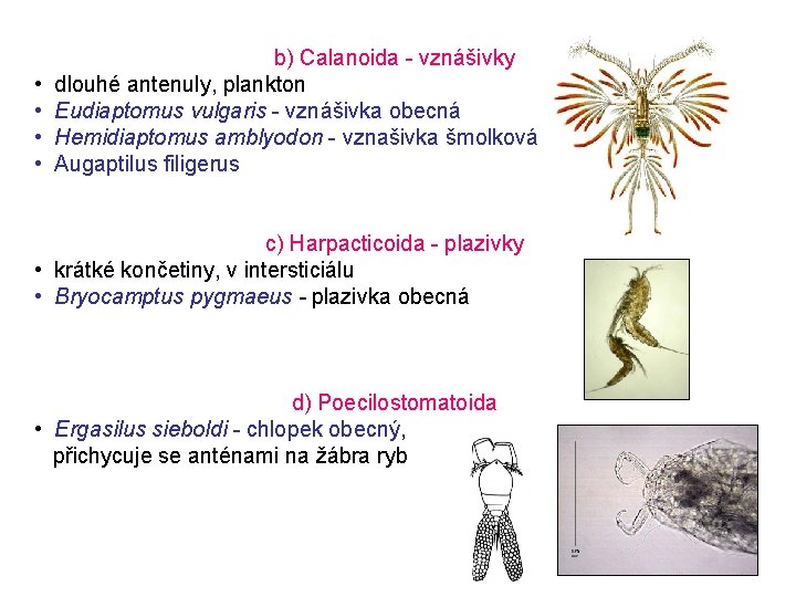 b) Calanoida - vznášivky • dlouhé antenuly, plankton • Eudiaptomus vulgaris - vznášivka obecná