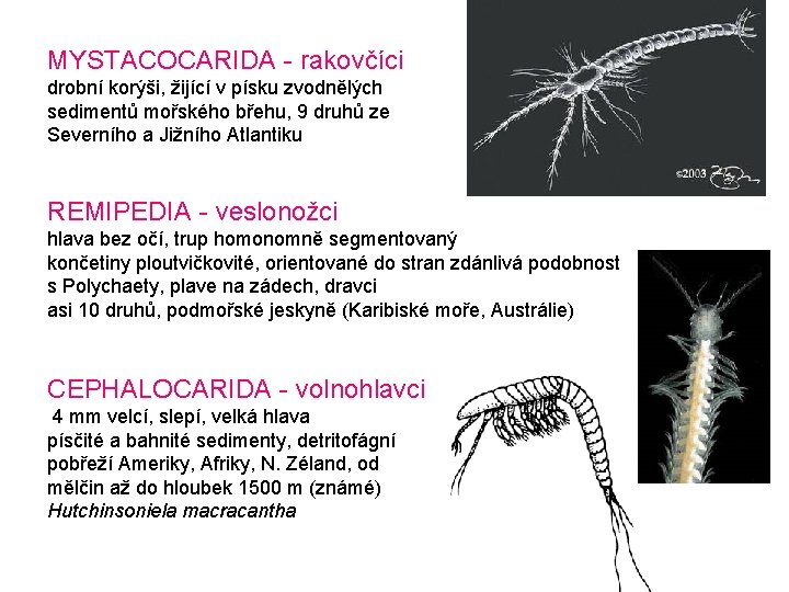 MYSTACOCARIDA - rakovčíci drobní korýši, žijící v písku zvodnělých sedimentů mořského břehu, 9 druhů