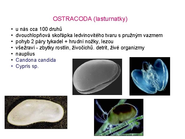 OSTRACODA (lasturnatky) • u nás cca 100 druhů • dvouchlopňová skořápka ledvinovitého tvaru s