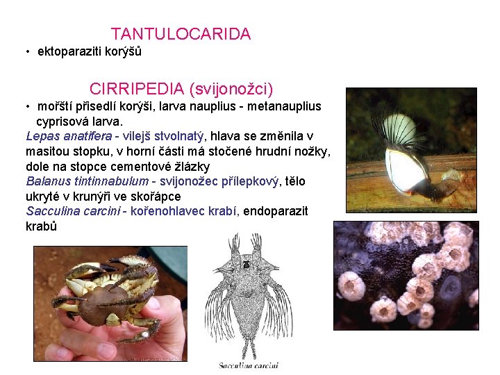 TANTULOCARIDA • ektoparaziti korýšů CIRRIPEDIA (svijonožci) • mořští přisedlí korýši, larva nauplius - metanauplius