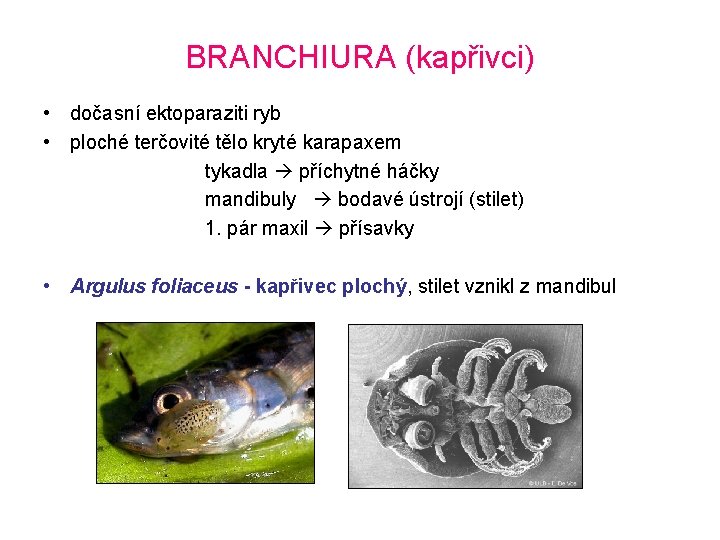 BRANCHIURA (kapřivci) • dočasní ektoparaziti ryb • ploché terčovité tělo kryté karapaxem tykadla příchytné