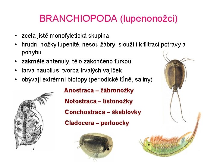 BRANCHIOPODA (lupenonožci) • zcela jistě monofyletická skupina • hrudní nožky lupenité, nesou žábry, slouží