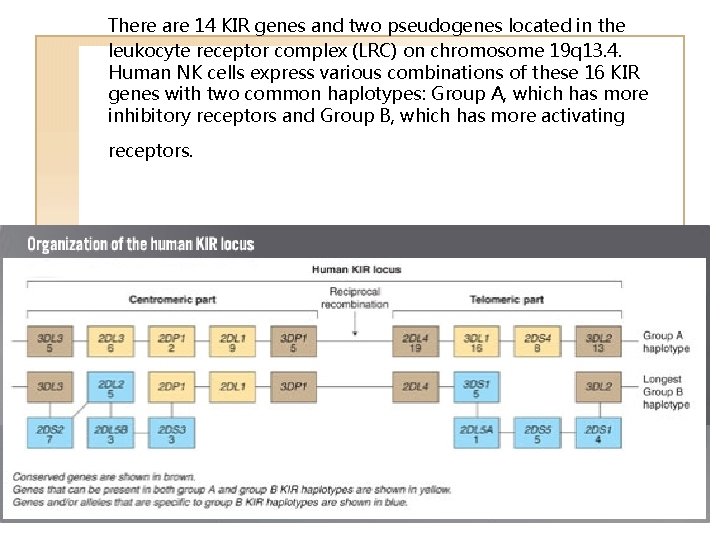 There are 14 KIR genes and two pseudogenes located in the leukocyte receptor complex There are 14 KIR genes and two pseudogenes located in the leukocyte receptor complex