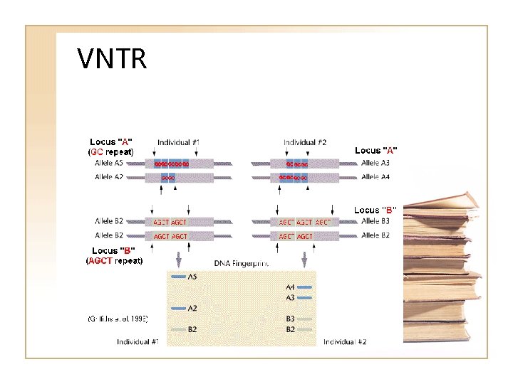 VNTR VNTR