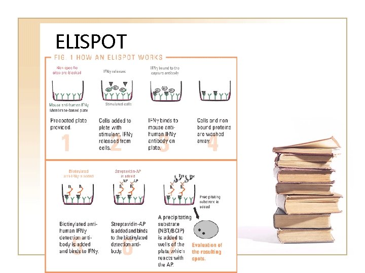 ELISPOT 