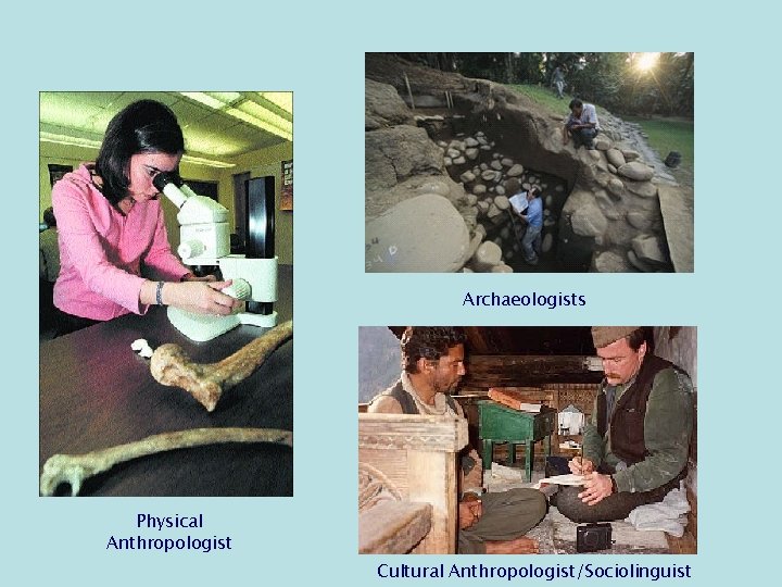 Archaeologists Physical Anthropologist Cultural Anthropologist/Sociolinguist 