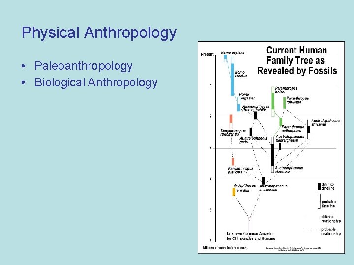 Physical Anthropology • Paleoanthropology • Biological Anthropology 