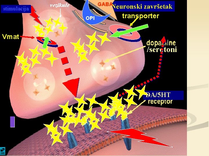 stimulacija GABANeuronski vezikule OPI završetak transporter Vmat /serotoni DA/5 HT 