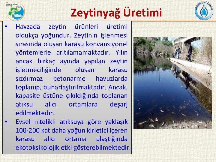 Zeytinyağ Üretimi • • Havzada zeytin ürünleri üretimi oldukça yoğundur. Zeytinin işlenmesi sırasında oluşan