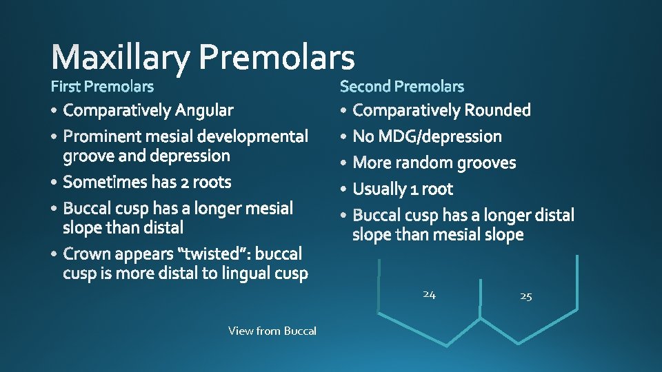 24 View from Buccal 25 