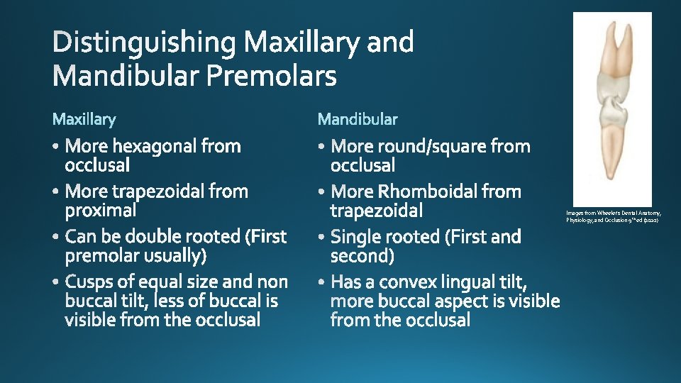 Images from Wheeler’s Dental Anatomy, Physiology, and Occlusion 9 th ed (2010) 