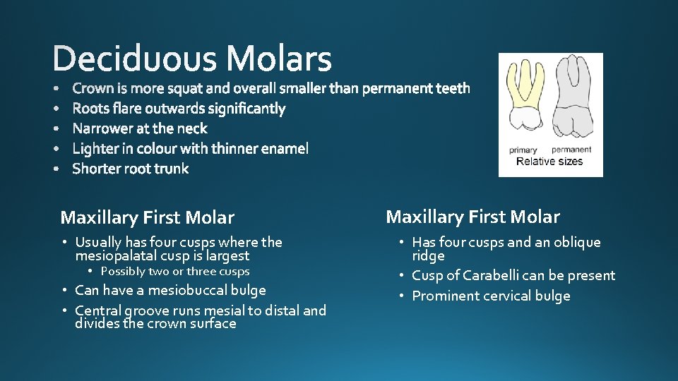 Maxillary First Molar • Usually has four cusps where the mesiopalatal cusp is largest