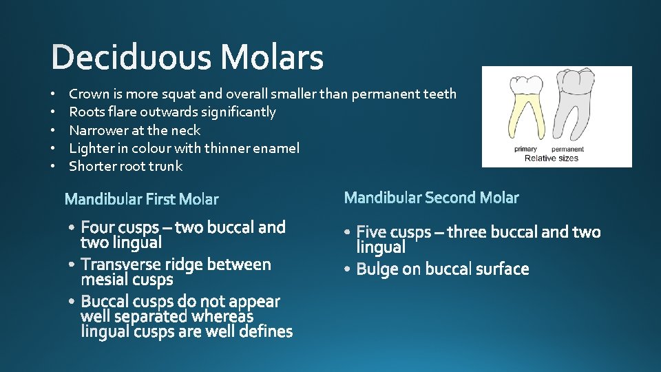  • • • Crown is more squat and overall smaller than permanent teeth