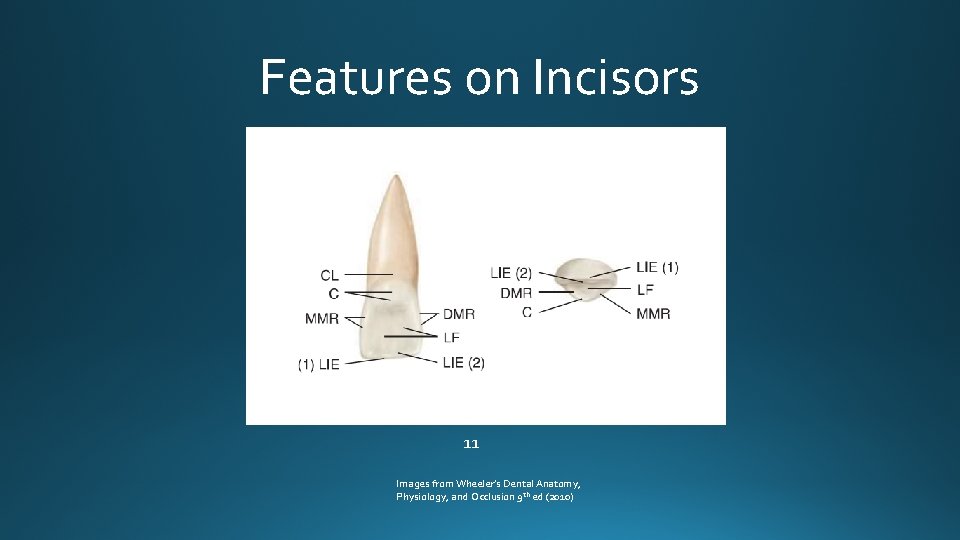 Features on Incisors 11 Images from Wheeler’s Dental Anatomy, Physiology, and Occlusion 9 th