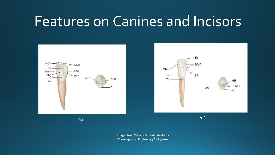 Features on Canines and Incisors 42 43 Images from Wheeler’s Dental Anatomy, Physiology, and