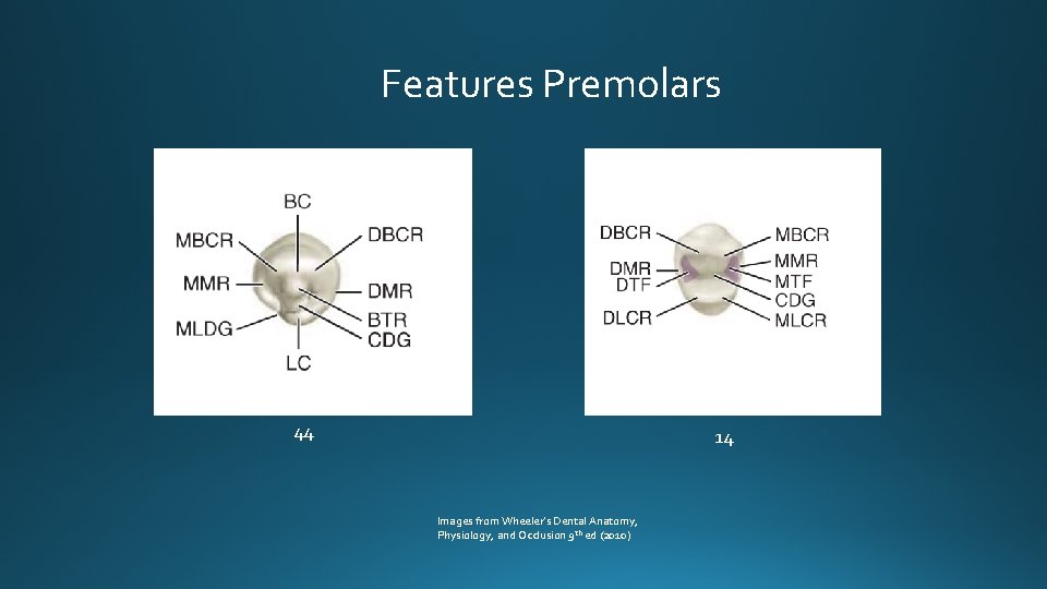 Features Premolars 44 14 Images from Wheeler’s Dental Anatomy, Physiology, and Occlusion 9 th