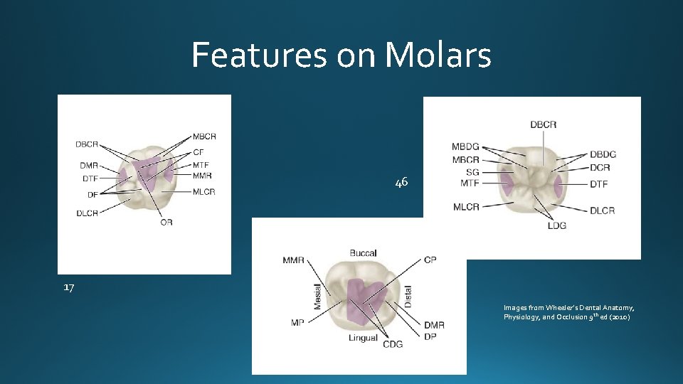 Features on Molars 46 17 Images from Wheeler’s Dental Anatomy, Physiology, and Occlusion 9