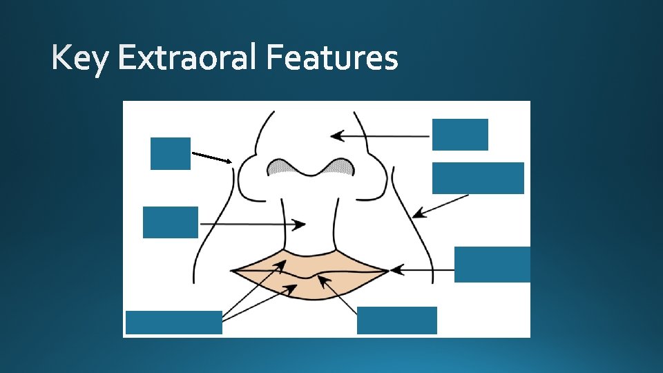 Ala Apex of nose Labial 