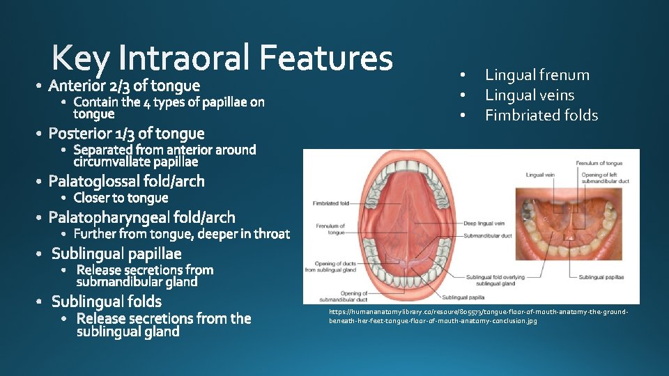  • • • Lingual frenum Lingual veins Fimbriated folds https: //humananatomylibrary. co/resoure/805573/tongue-floor-of-mouth-anatomy-the-groundbeneath-her-feet-tongue-floor-of-mouth-anatomy-conclusion. jpg