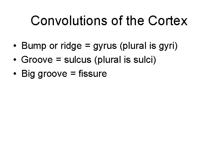 Convolutions of the Cortex • Bump or ridge = gyrus (plural is gyri) •