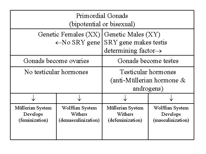 Primordial Gonads (bipotential or bisexual) Genetic Females (XX) Genetic Males (XY) No SRY gene