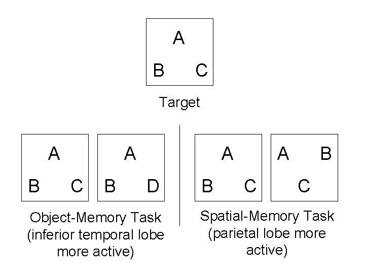 A B C Target A B A C B A D Object-Memory Task (inferior