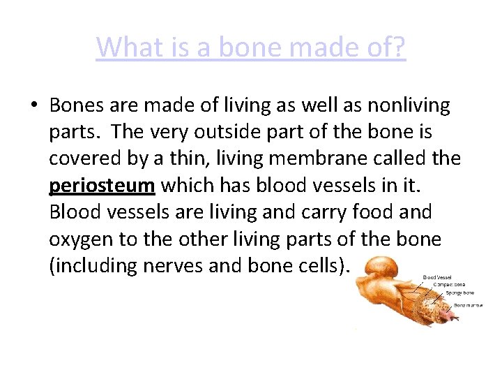 What is a bone made of? • Bones are made of living as well What is a bone made of? • Bones are made of living as well
