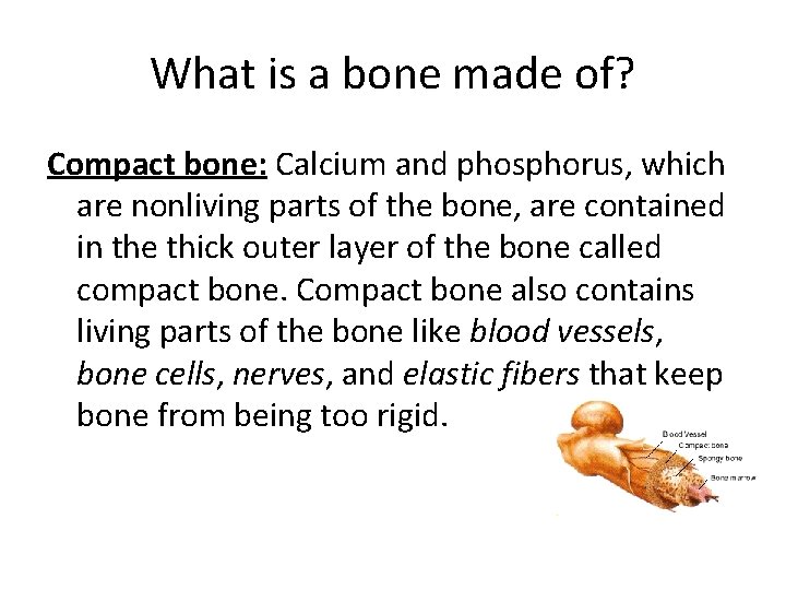 What is a bone made of? Compact bone: Calcium and phosphorus, which are nonliving