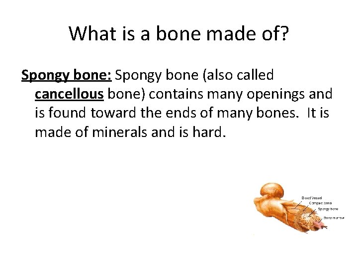What is a bone made of? Spongy bone: Spongy bone (also called cancellous bone) What is a bone made of? Spongy bone: Spongy bone (also called cancellous bone)