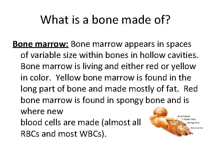 What is a bone made of? Bone marrow: Bone marrow appears in spaces of