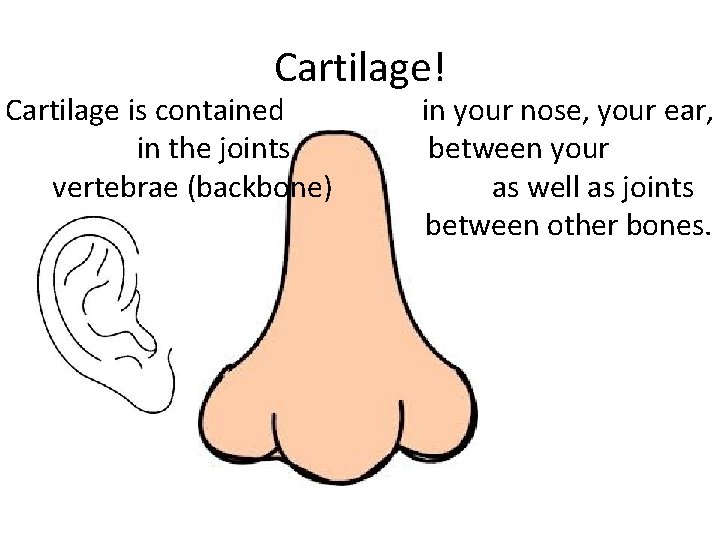 Cartilage! Cartilage is contained in the joints vertebrae (backbone) in your nose, your ear, Cartilage! Cartilage is contained in the joints vertebrae (backbone) in your nose, your ear,