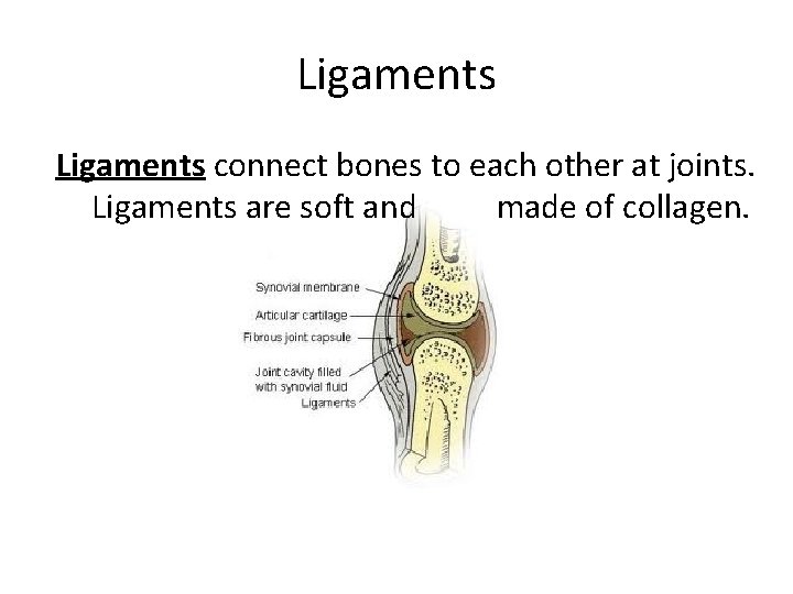 Ligaments connect bones to each other at joints. Ligaments are soft and made of Ligaments connect bones to each other at joints. Ligaments are soft and made of