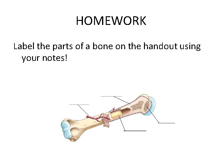 HOMEWORK Label the parts of a bone on the handout using your notes! HOMEWORK Label the parts of a bone on the handout using your notes!