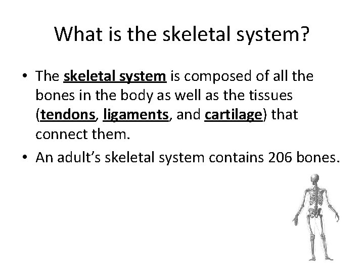 What is the skeletal system? • The skeletal system is composed of all the