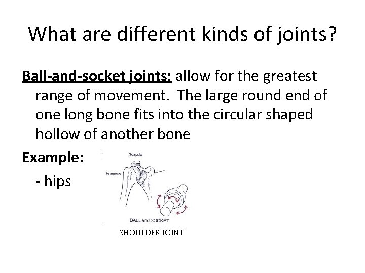 What are different kinds of joints? Ball-and-socket joints: allow for the greatest range of What are different kinds of joints? Ball-and-socket joints: allow for the greatest range of