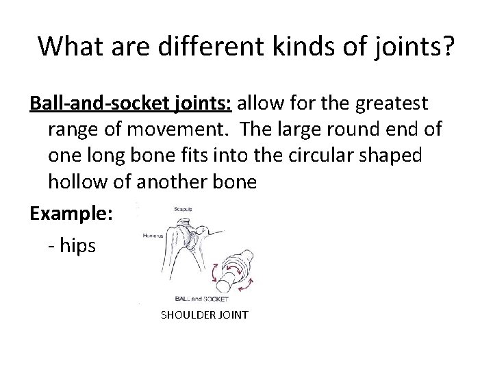 What are different kinds of joints? Ball-and-socket joints: allow for the greatest range of